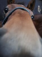 Profile picture Pinzgauer