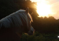 Profile picture Li_Wi